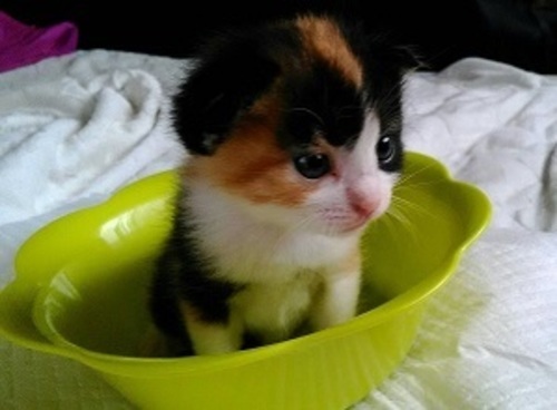 生まれて２週間タレ耳三毛ちゃん ねこネットあま 木田の猫の里親募集 ジモティー