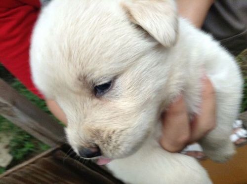 ゴールデンレトリバーミックス犬 Kico 前橋の犬の里親募集 ジモティー