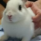 🐰うさちゃん大好きな人里親募集。