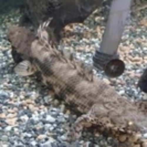 ※ご予約済み※★人気古代魚★ポリプテルス
