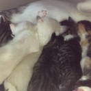 6匹の子猫が産まれました