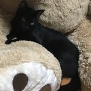 黒猫ちゃん 1歳
