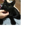 福猫　黒猫　男の子　4か月 - 猫