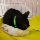 福猫　黒猫　男の子　4か月の画像
