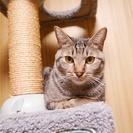 ◆白血病を克服した保護猫◆ キジトラ／女の子／2013年生まれ≫里親募集中！ − 福岡県