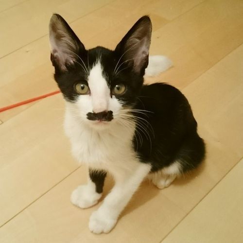 チョビヒゲ柄がかわいい男の子です はるちょこ 東屯田通の猫の里親募集 ジモティー チョビヒゲ柄がかわいい男の子です はるちょこ 東屯田通の猫の里親募集 ジモティー