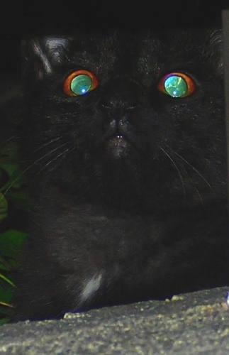 里親条件なし 子猫4ヶ月 鶴見 初心者 一人暮らし相談可 10 18譲渡完了 のろ 横堤の猫の里親募集 ジモティー