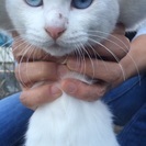 白い猫ちゃん・ブルーの眼・オッドアイ・メス・5ヶ月くらい・迷い猫...