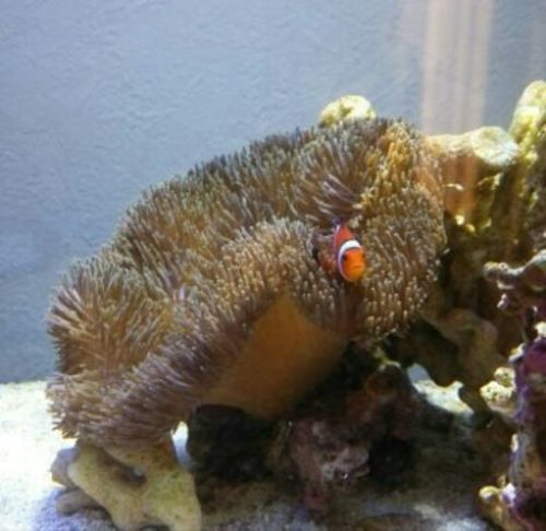 石垣島産ハタゴイソギンチャク15㎝