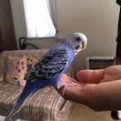 セキセイインコの里親募集中