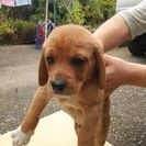 ビーグルと雑種の子犬 − 高知県