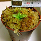 食虫植物 アメリカ産ムシトリスミレ Pinguicula cae...