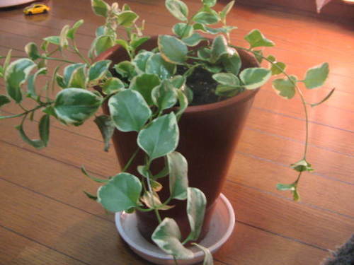 観葉植物ツルニチソウ一年中美しい斑入りの葉っぱテラコッタの鉢水受け付き みゃごさ 中野坂上の家具の中古あげます 譲ります ジモティーで不用品の処分