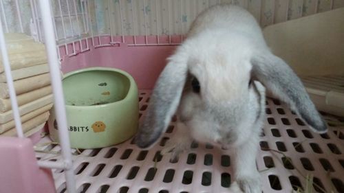 急募 ３ヶ月のうさぎ Usausa 釧路のその他の里親募集 ジモティー