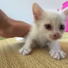 瞳が青い真っ白の子猫