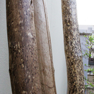 天然木　錆丸太（さびまるた）DIYや古民家再生の材料などに