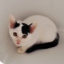 白黒メス子猫　生後2ヶ月　ワクチン済み・トイレ躾済み！
