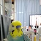 セキセイインコの里親様を募集 - 茨木市