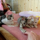 ７月生まれの３匹の子猫（オス２匹・メス１匹）