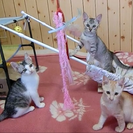 ７月生まれの３匹の子猫（オス２匹・メス１匹） - 国東市