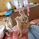 ７月生まれの３匹の子猫（オス２匹・メス１匹） - 猫