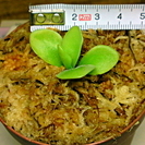 食虫植物 メキシコ産ムシトリスミレ Pinguicula hua...