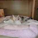 ７月生まれの３匹の子猫（オス２匹・メス１匹） − 大分県