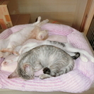 ７月生まれの３匹の子猫（オス２匹・メス１匹） - 里親募集