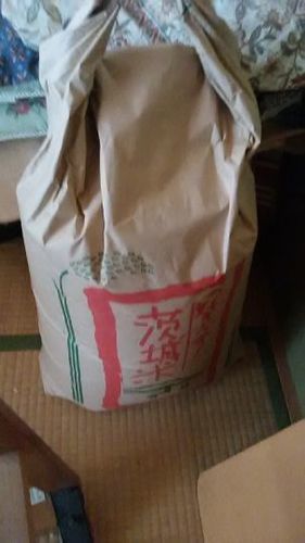 28年度新米