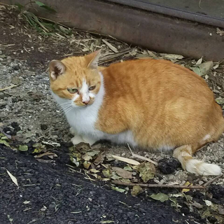 人懐っこい野良猫ちゃん達 − 埼玉県