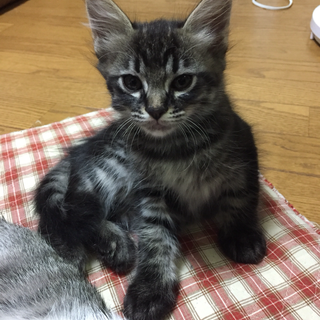 【里親さん募集】賢い子ネコちゃん達です − 愛知県