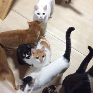 ☆保護猫たちのお世話を手伝ってくださる方を探しています☆ - 大牟田市