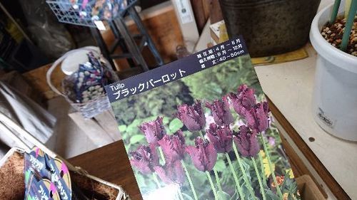 チューリップ ムスカリ寄せ植え球根 ガーデニング お取り置き中 ぴろぴろちゃん 江別のその他の中古あげます 譲ります ジモティーで不用品の処分