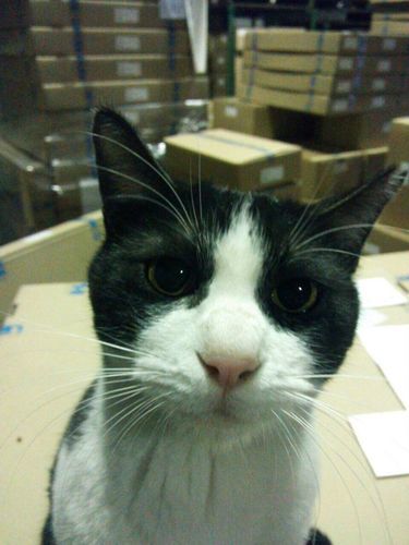 可愛いハチワレ猫ちゃんです 神戸 中山薫 神戸の猫の里親募集 ジモティー