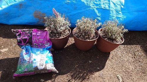 ラベンダー 苗とハーブ専用培養土 残量半分以上 お取り置き中 ぴろぴろちゃん 江別のその他の中古あげます 譲ります ジモティーで不用品の処分