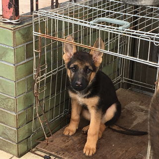 ジャーマンシェパードの仔犬 - 里親募集