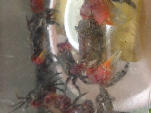 アカテガニやイソガニ 育ててみませんか Kokawauso 加古川のその他の里親募集 ジモティー