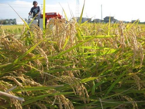 ２８年　新米コシヒカリ　送料別　減農薬　除草剤のみの使用のお米です