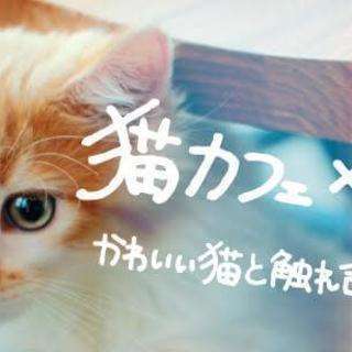11/26(土)かわいい猫と触れ合える♪【着席でまったり】猫カフ...