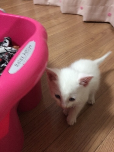 ちっちゃい白猫さんです とも 倉敷の猫の里親募集 ジモティー