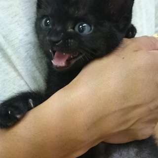 2ヶ月の黒猫（子猫）！　くろべえ君♪