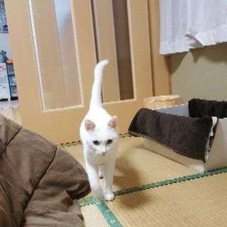 白い可愛い猫の里親募集！