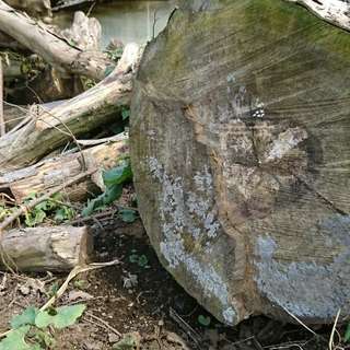 薪ストーブに！！　プラタナスの大木　切断してあります。