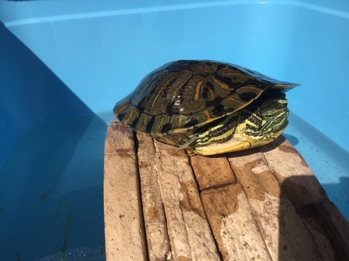 仲良しミドリガメ2匹の里親を募集 パルナス二世 泉大津のその他の里親募集 ジモティー