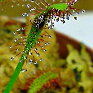 食虫植物 アフリカナガバモウセンゴケ 赤花 葉長6cm苗 2本植