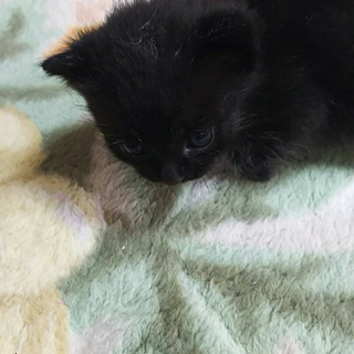 10月13日生まれの黒猫 