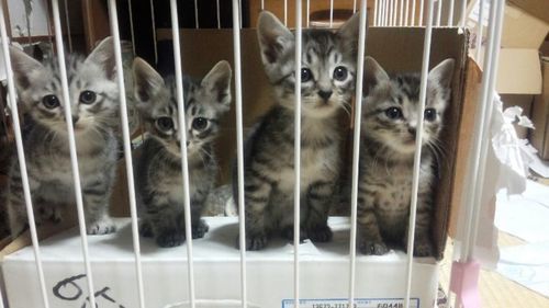 9月11日生まれのサバトラ子猫6匹オス メスいます さち 二本松の猫の里親募集 ジモティー