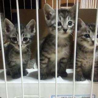 9月11日生まれのサバトラ子猫6匹　オス、メスいます。