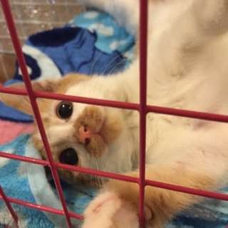 3ヶ月くらい？茶白の子猫ちゃん