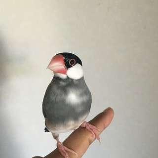 文鳥2羽里親募集の画像